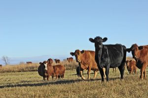 Livestock in field